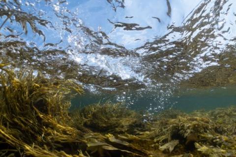 educational-resources-intertidal-algae