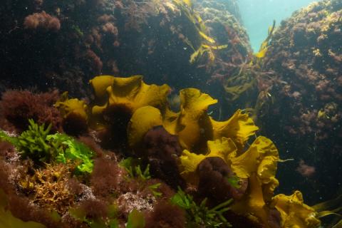 educational-resources-subtidal-algae
