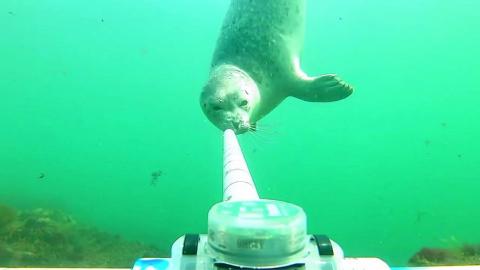 seal underwater camera